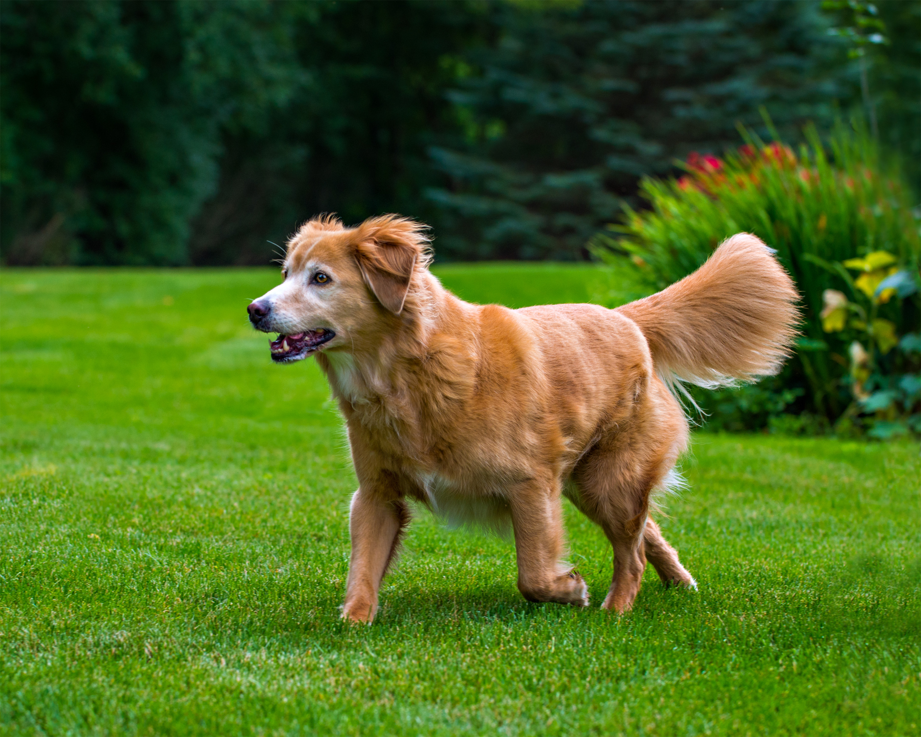 Golden-coated dog trotting across a lush green lawn with a fluffy tail raised, colorful garden flowers in the background.