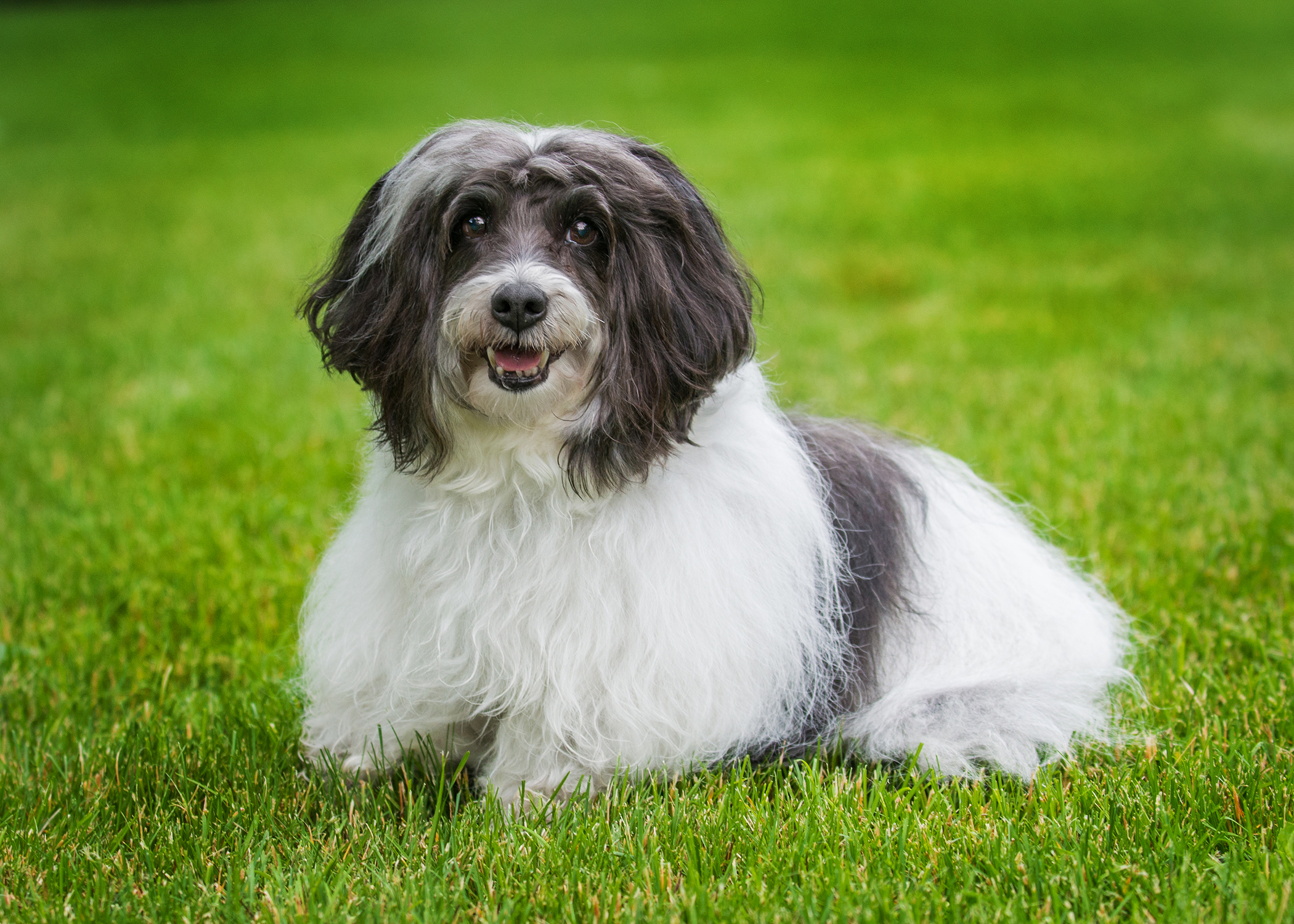 Every dog has a story worth capturing. This charming pup's bright eyes and fluffy coat shine in a beautifully composed outdoor portrait session.